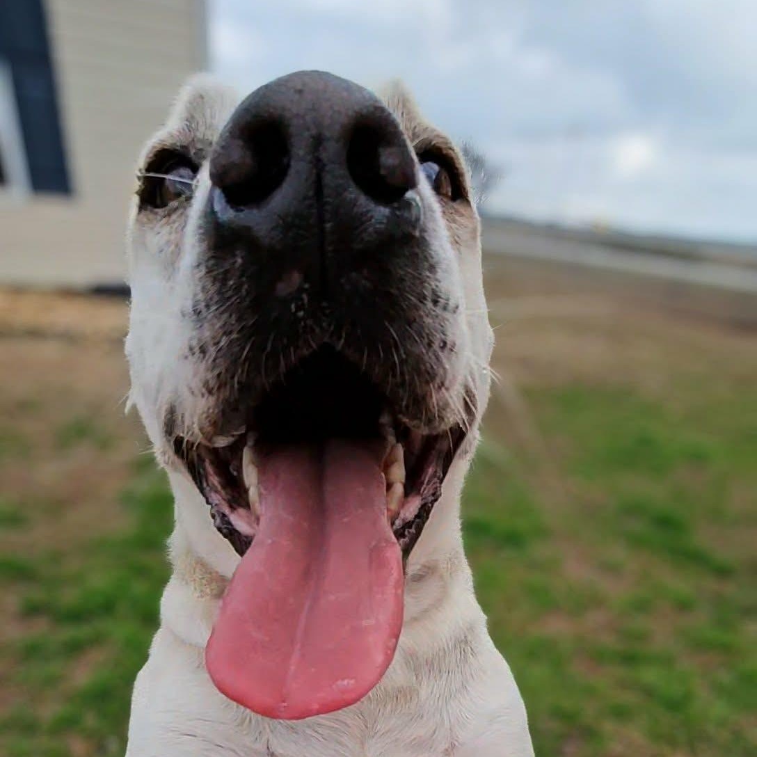 Enlarge Dakota, a ADOPTABLE Mixed Breed in Leesburg, GA image 3/6