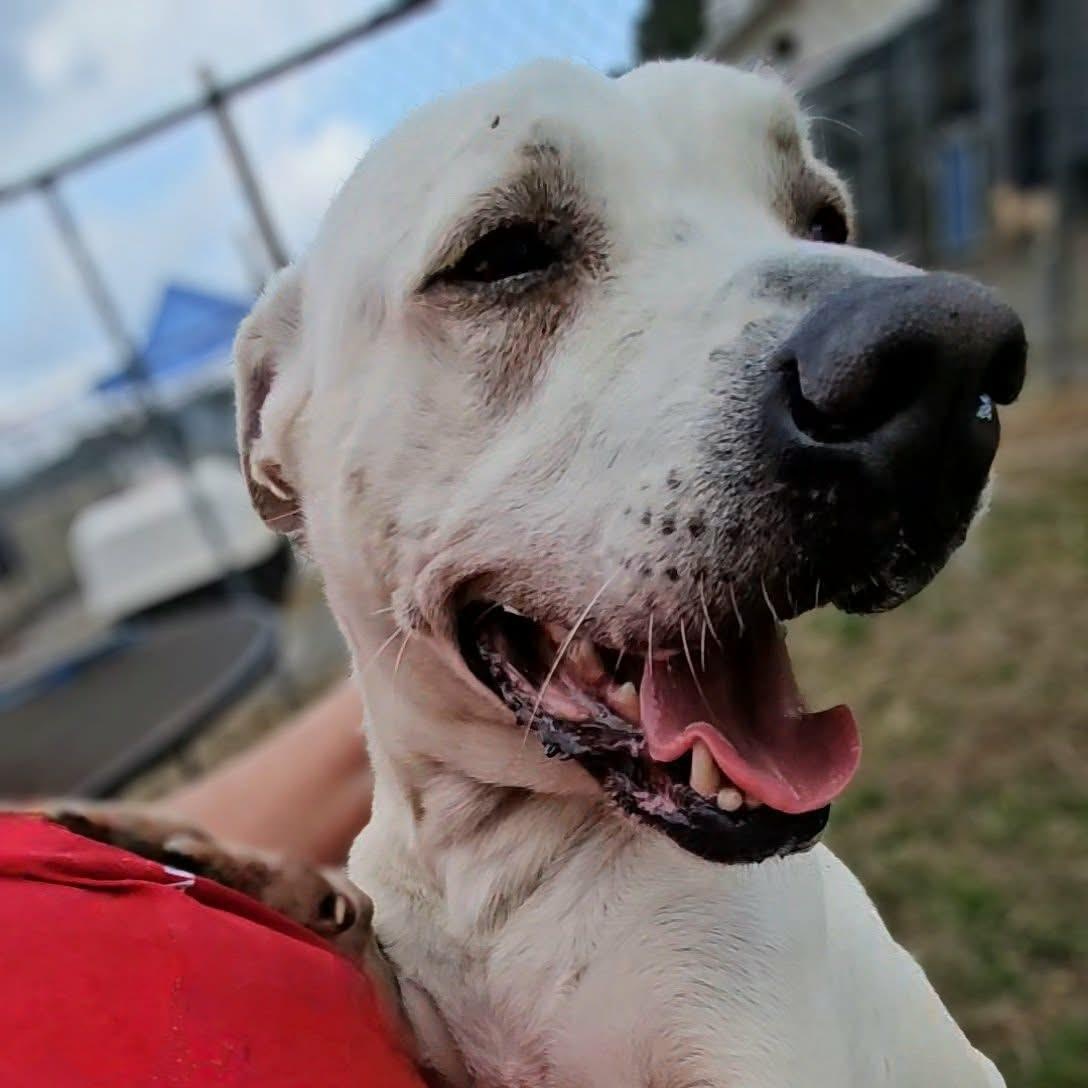 Enlarge Dakota, a ADOPTABLE Mixed Breed in Leesburg, GA image 1/6