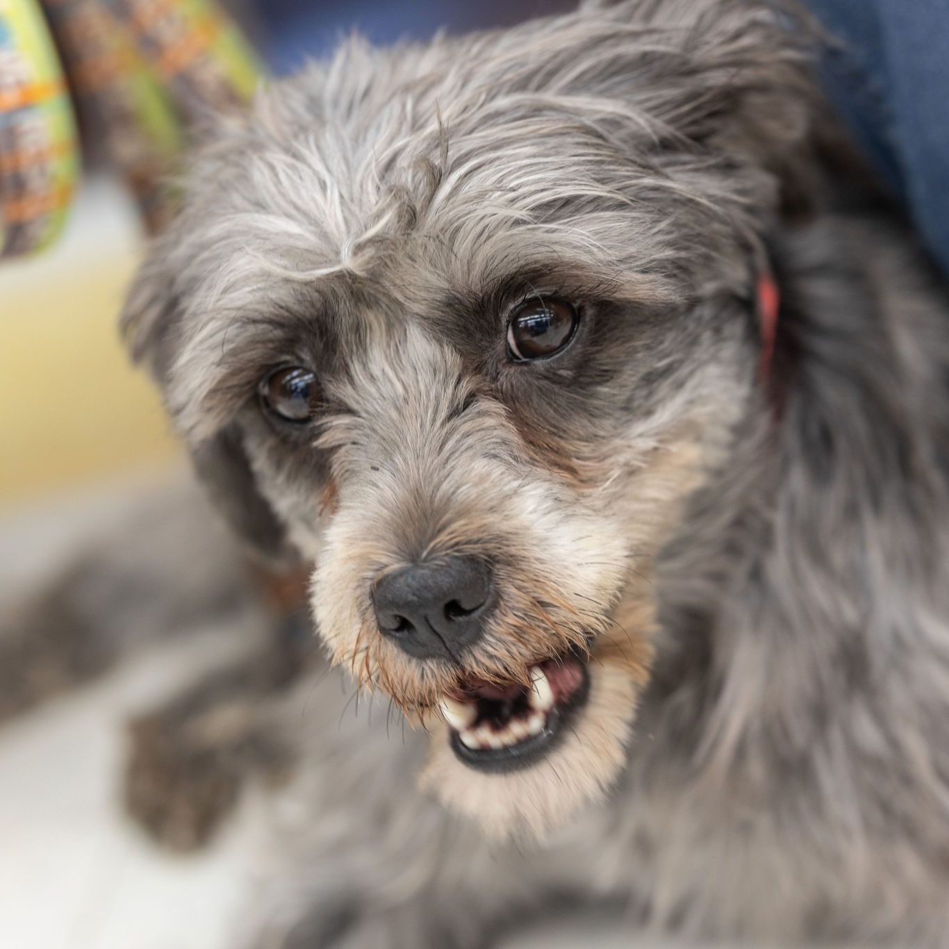 Dog for adoption Raven (she/her), a Miniature Schnauzer Mix in Homer