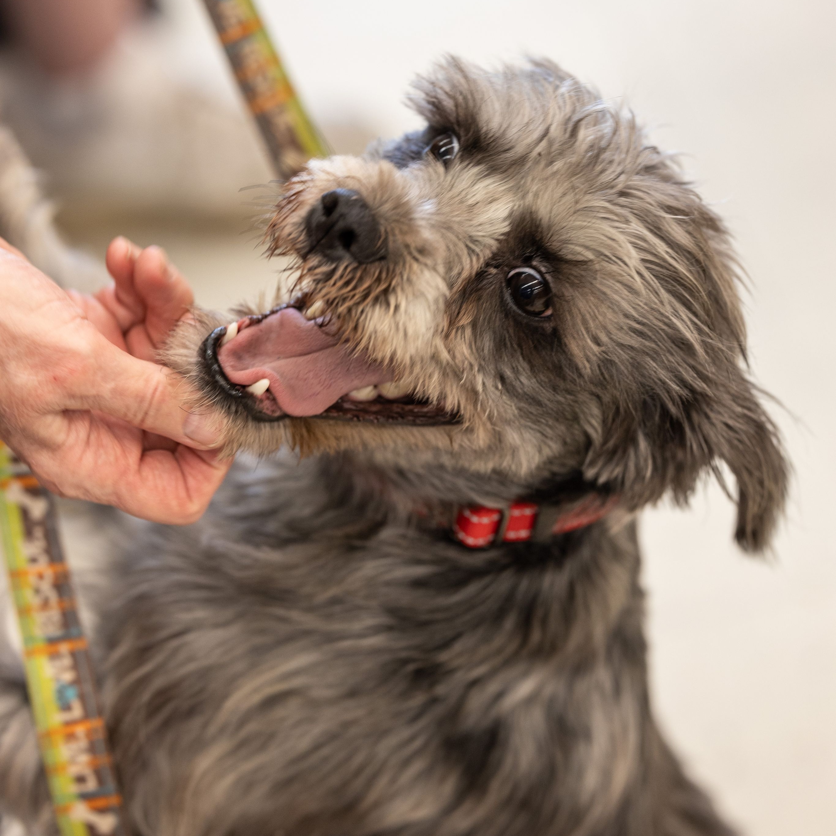 Dog for adoption Raven (she/her), a Miniature Schnauzer Mix in Homer