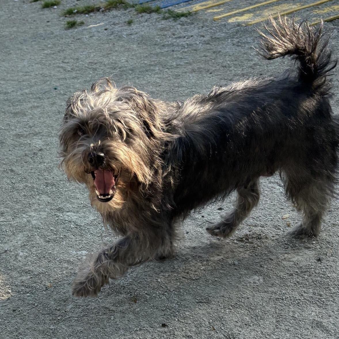 Dog for adoption Raven (she/her), a Miniature Schnauzer Mix in Homer