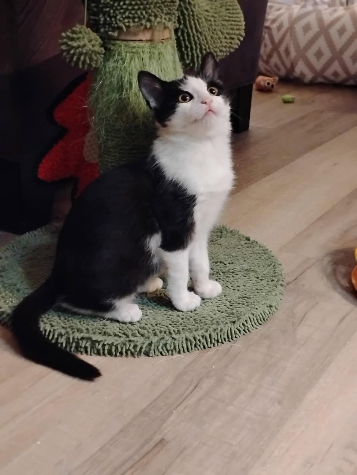 Enlarge Ivy, a ADOPTABLE Domestic Short Hair in Orlando, FL image 1/6