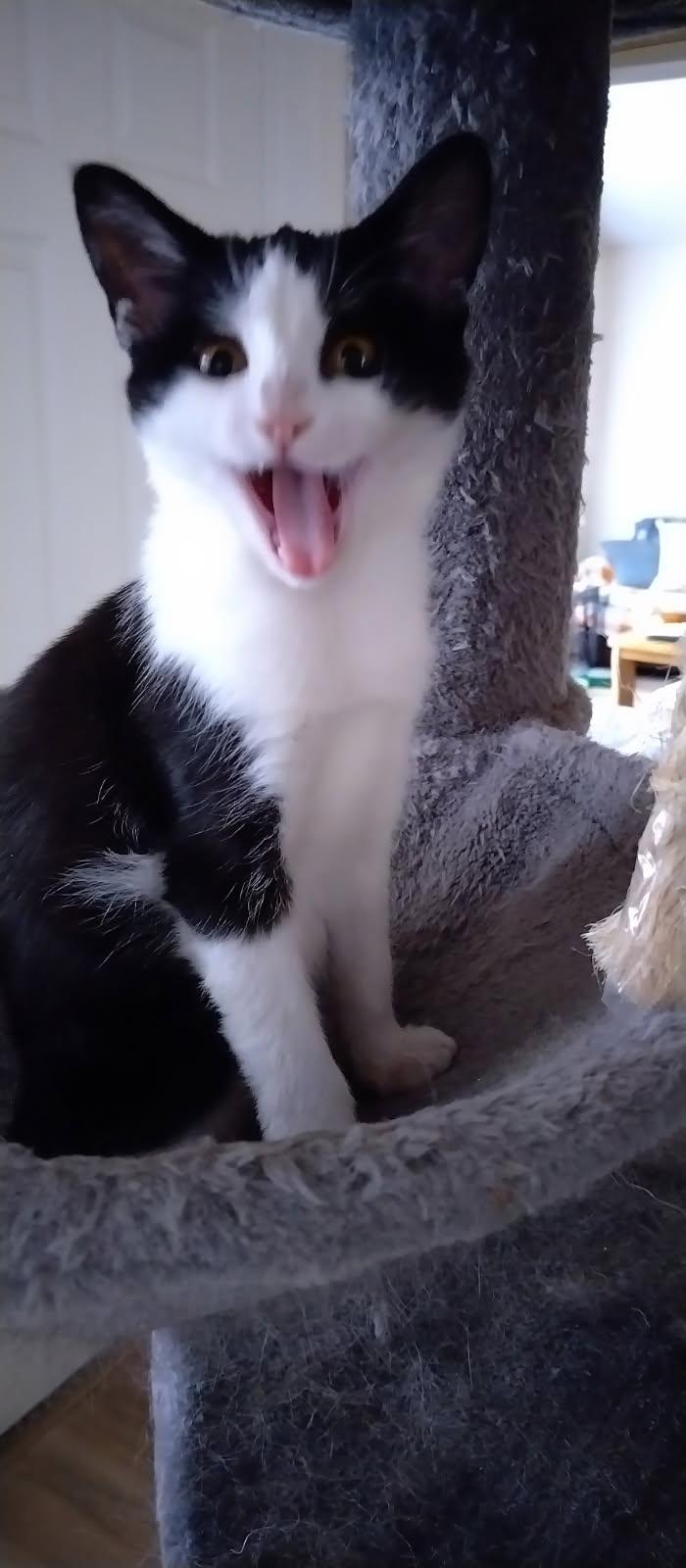 Enlarge Ivy, a ADOPTABLE Domestic Short Hair in Orlando, FL image 2/6