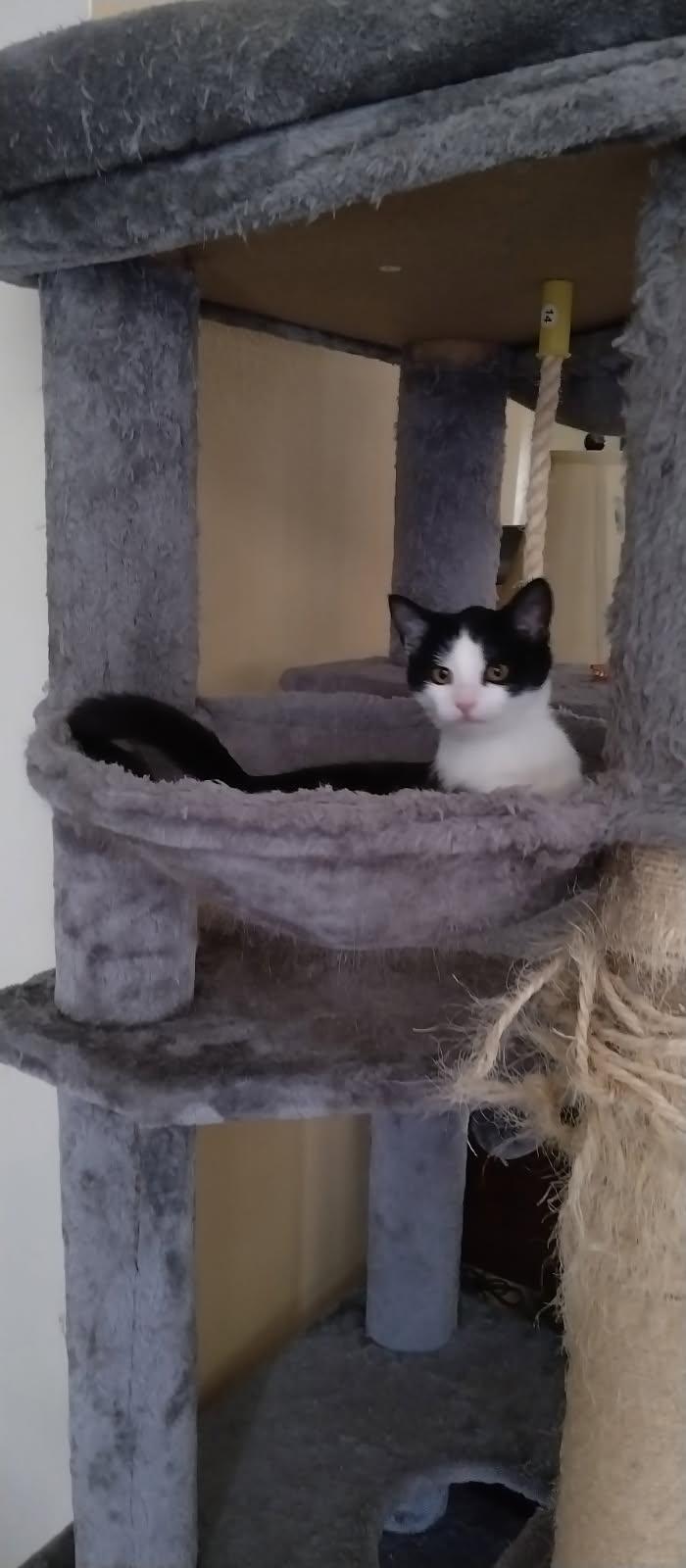 Enlarge Ivy, a ADOPTABLE Domestic Short Hair in Orlando, FL image 3/6