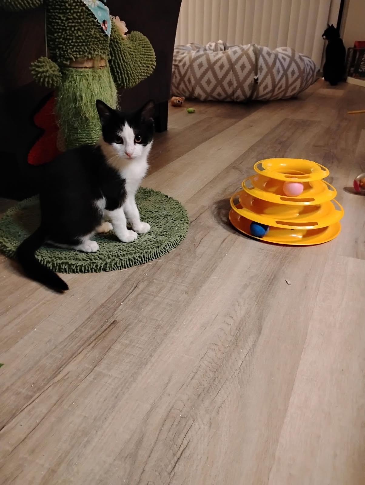 Enlarge Ivy, a ADOPTABLE Domestic Short Hair in Orlando, FL image 4/6