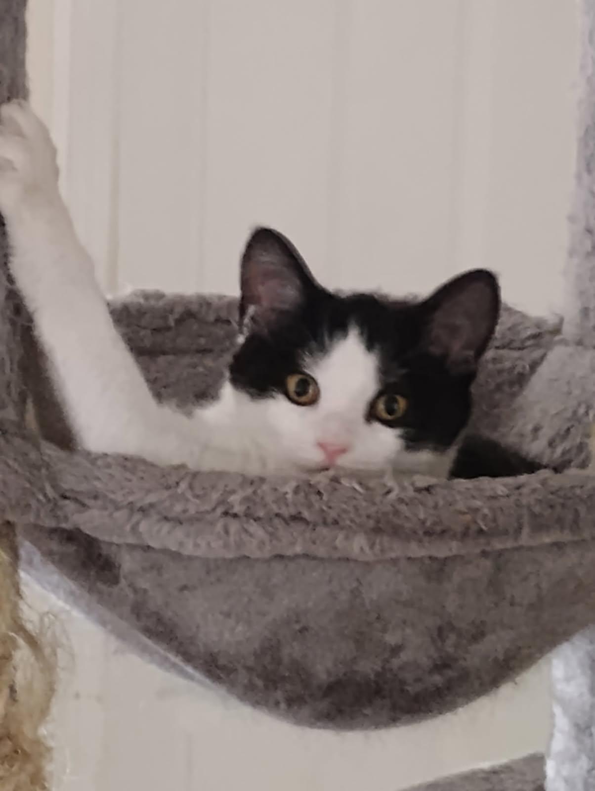 Enlarge Ivy, a ADOPTABLE Domestic Short Hair in Orlando, FL image 5/6