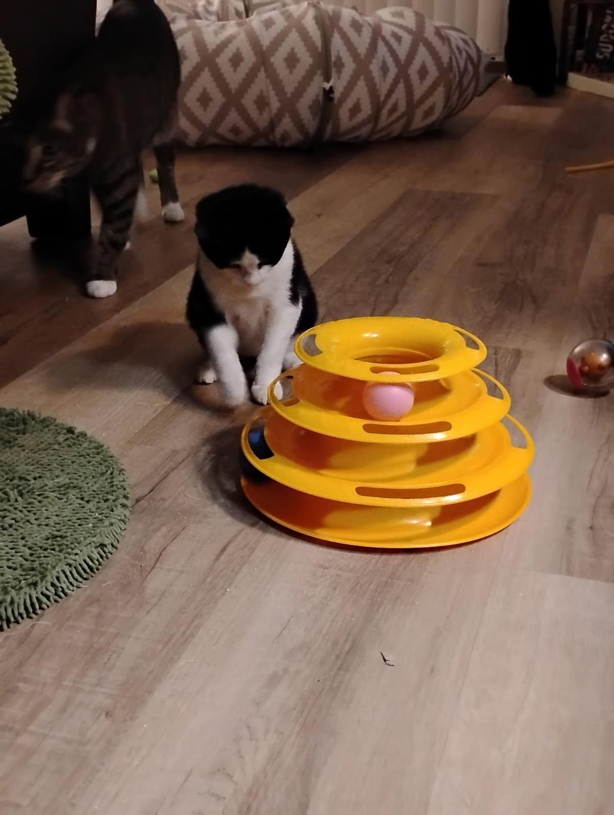 Enlarge Ivy, a ADOPTABLE Domestic Short Hair in Orlando, FL image 6/6