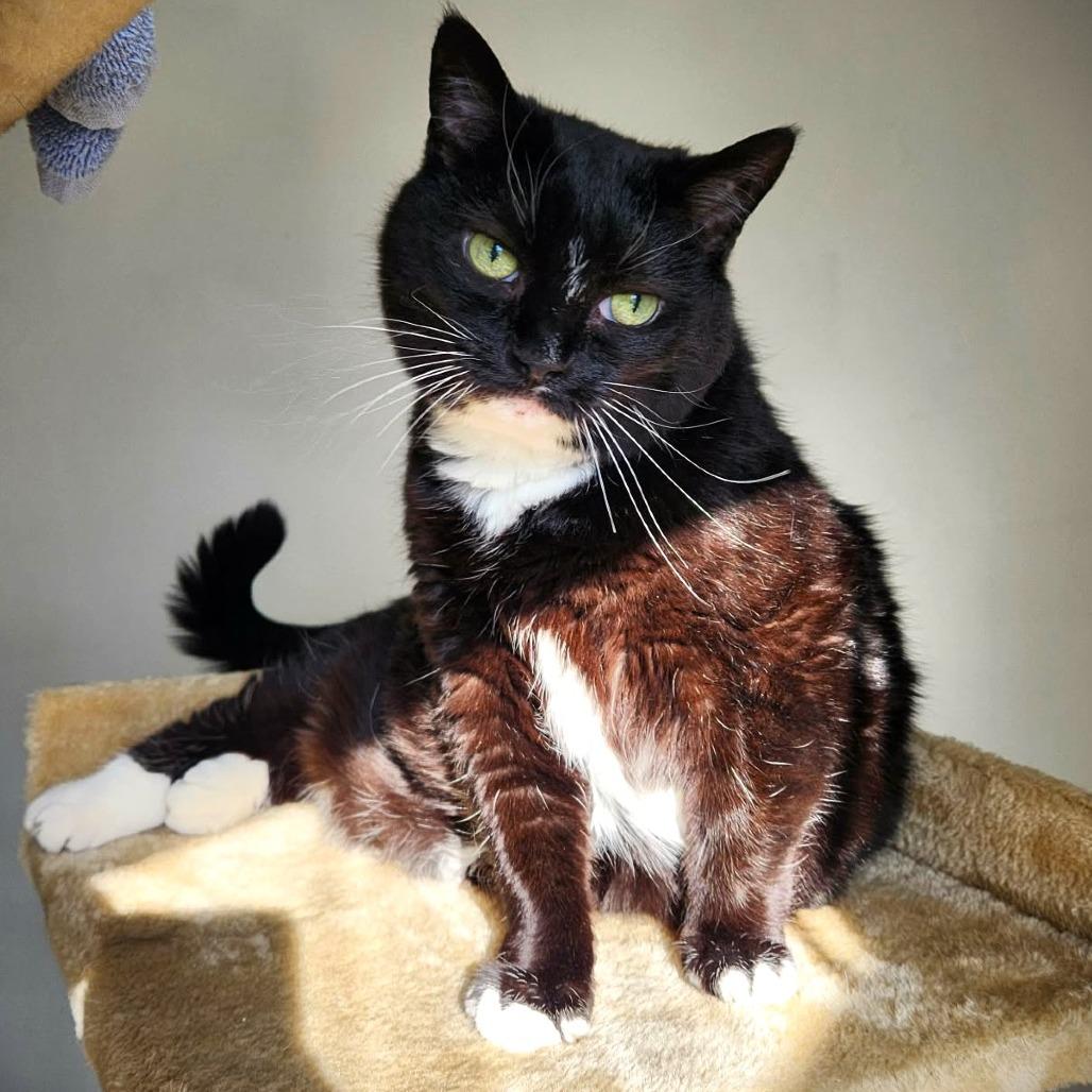 Kamiko, a Adoptable mixed breed in Louisville, KY image 3/4