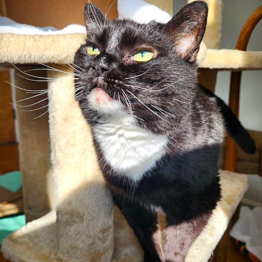 Kamiko, a Adoptable mixed breed in Louisville, KY image 4/4