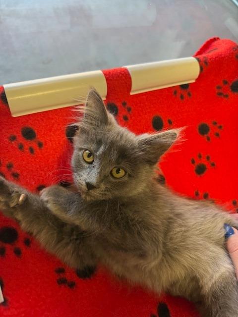 Luna, Adopted, Kitten Female Domestic Medium Hair.