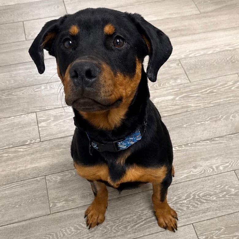George, a ADOPTABLE Rottweiler in Scarborough, ON image 1/6