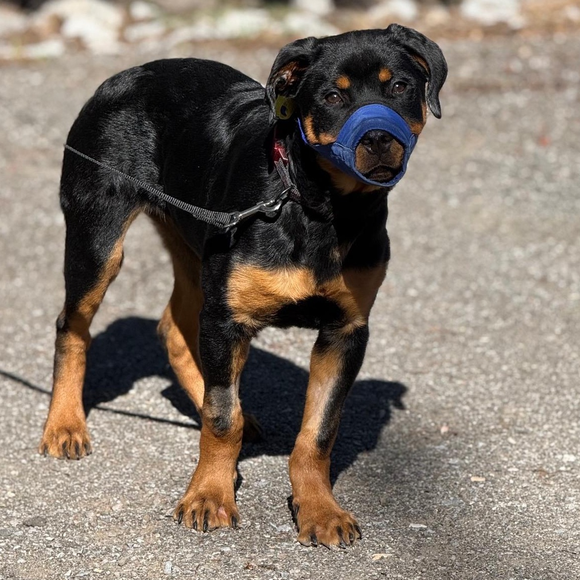 Enlarge George, a ADOPTABLE Rottweiler in Scarborough, ON image 1/6
