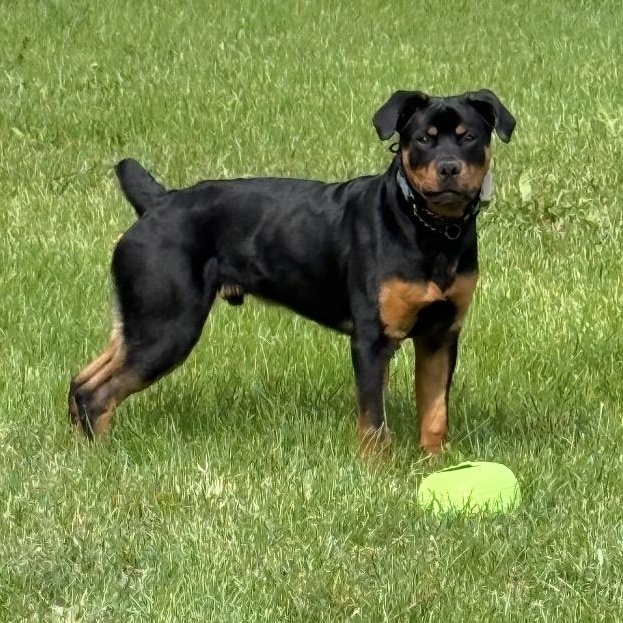 Enlarge George, a ADOPTABLE Rottweiler in Scarborough, ON image 3/6