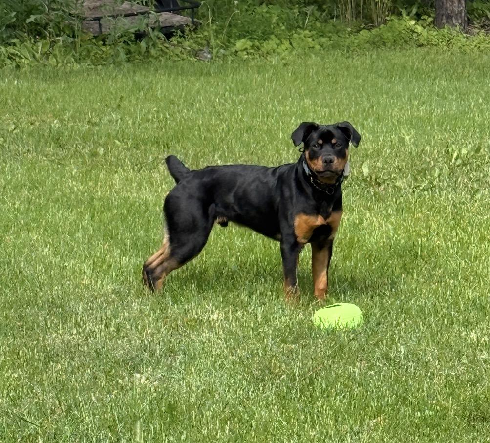 George, a ADOPTABLE Rottweiler in Scarborough, ON image 3/6