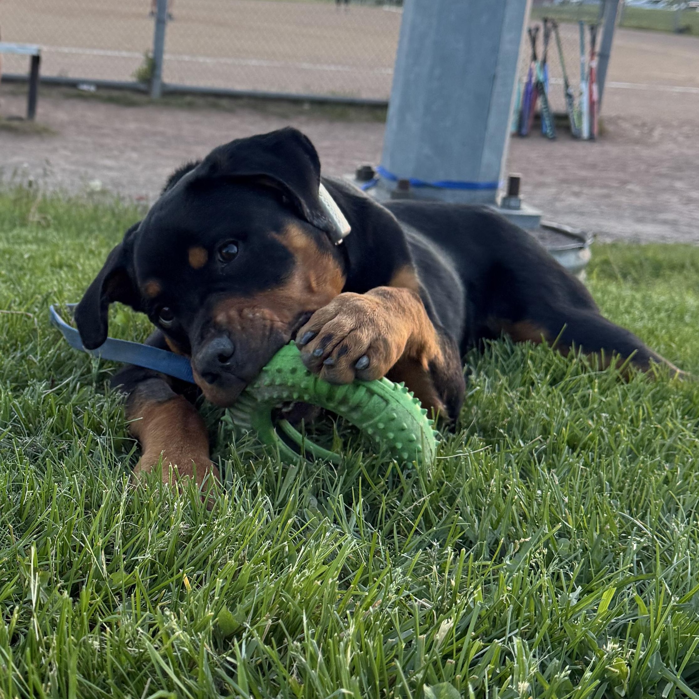 George, a ADOPTABLE Rottweiler in Scarborough, ON image 2/6