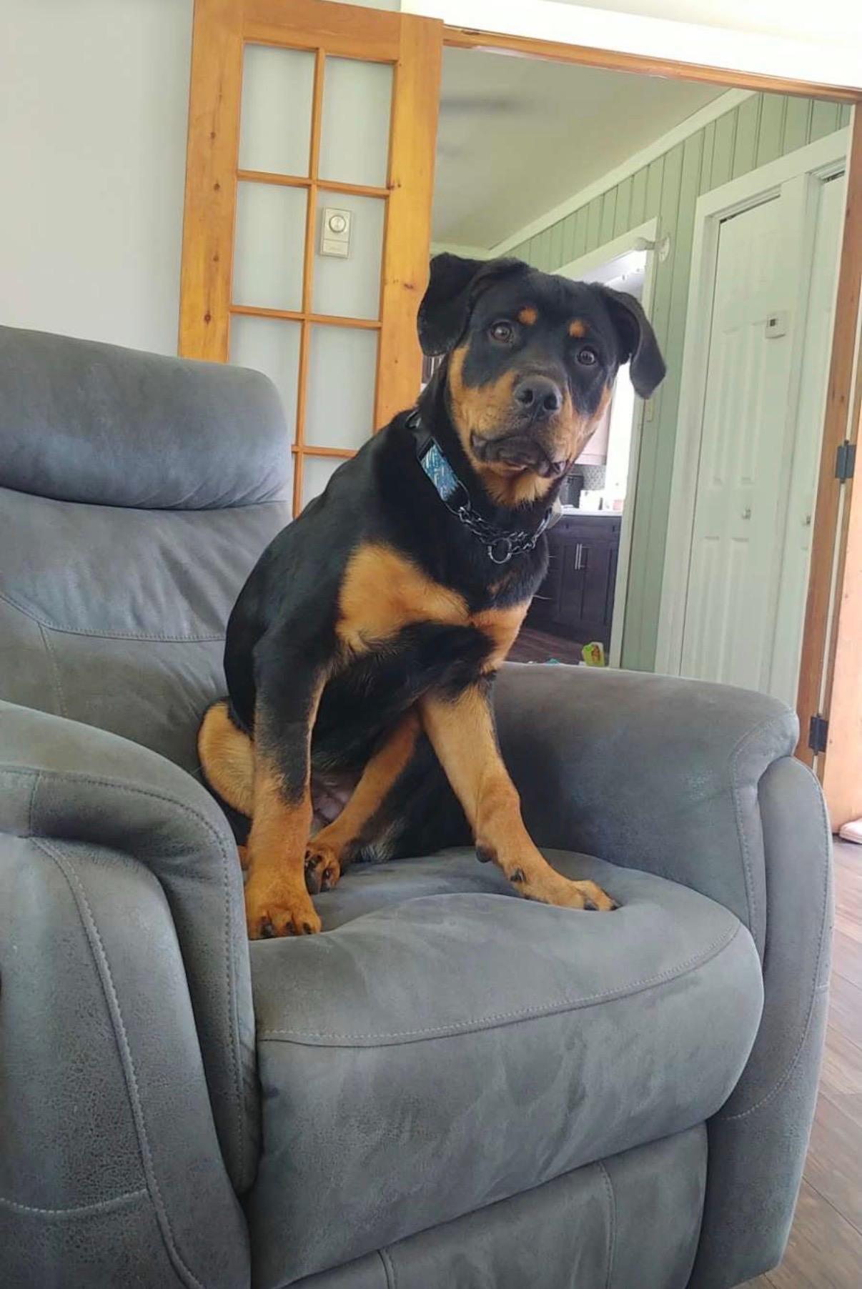 George, a ADOPTABLE Rottweiler in Scarborough, ON image 5/6
