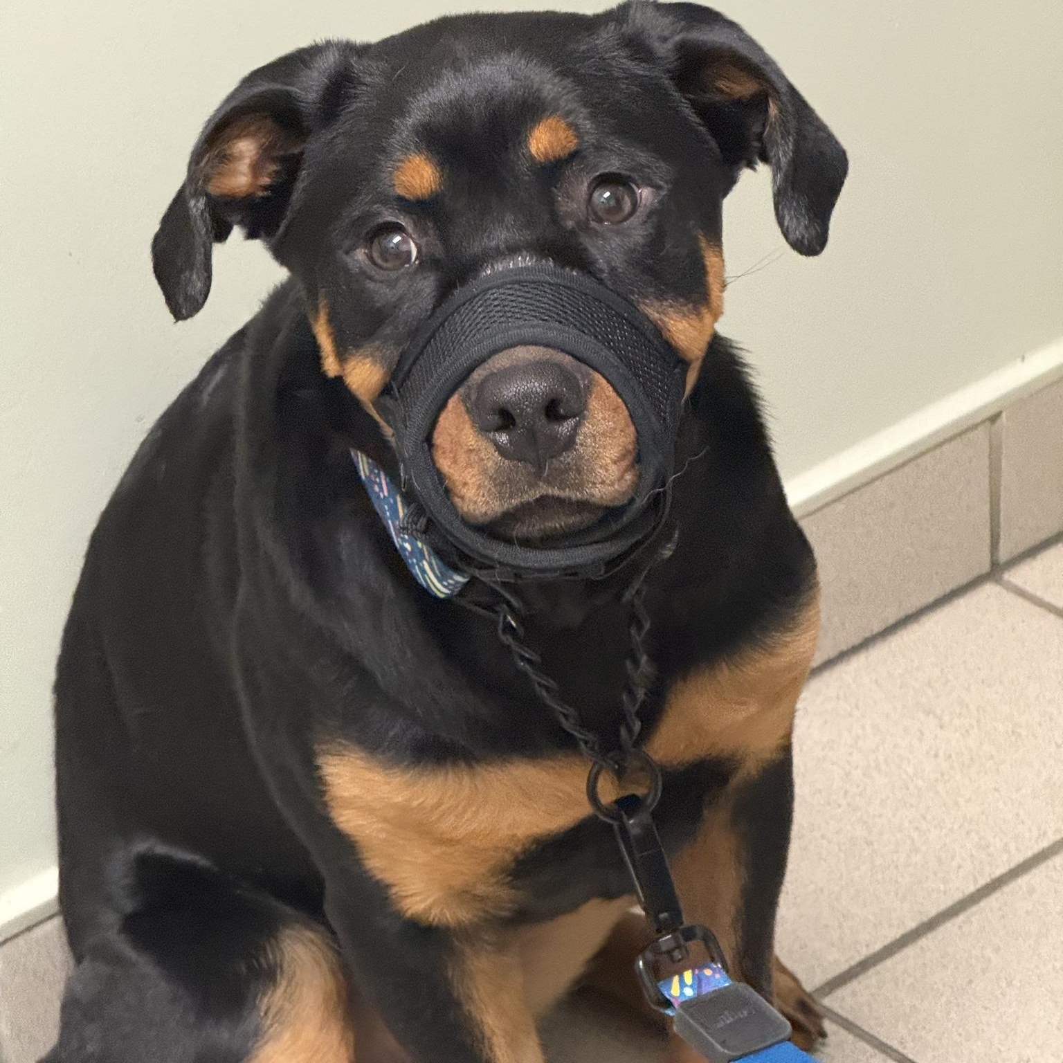 Enlarge George, a ADOPTABLE Rottweiler in Scarborough, ON image 3/6