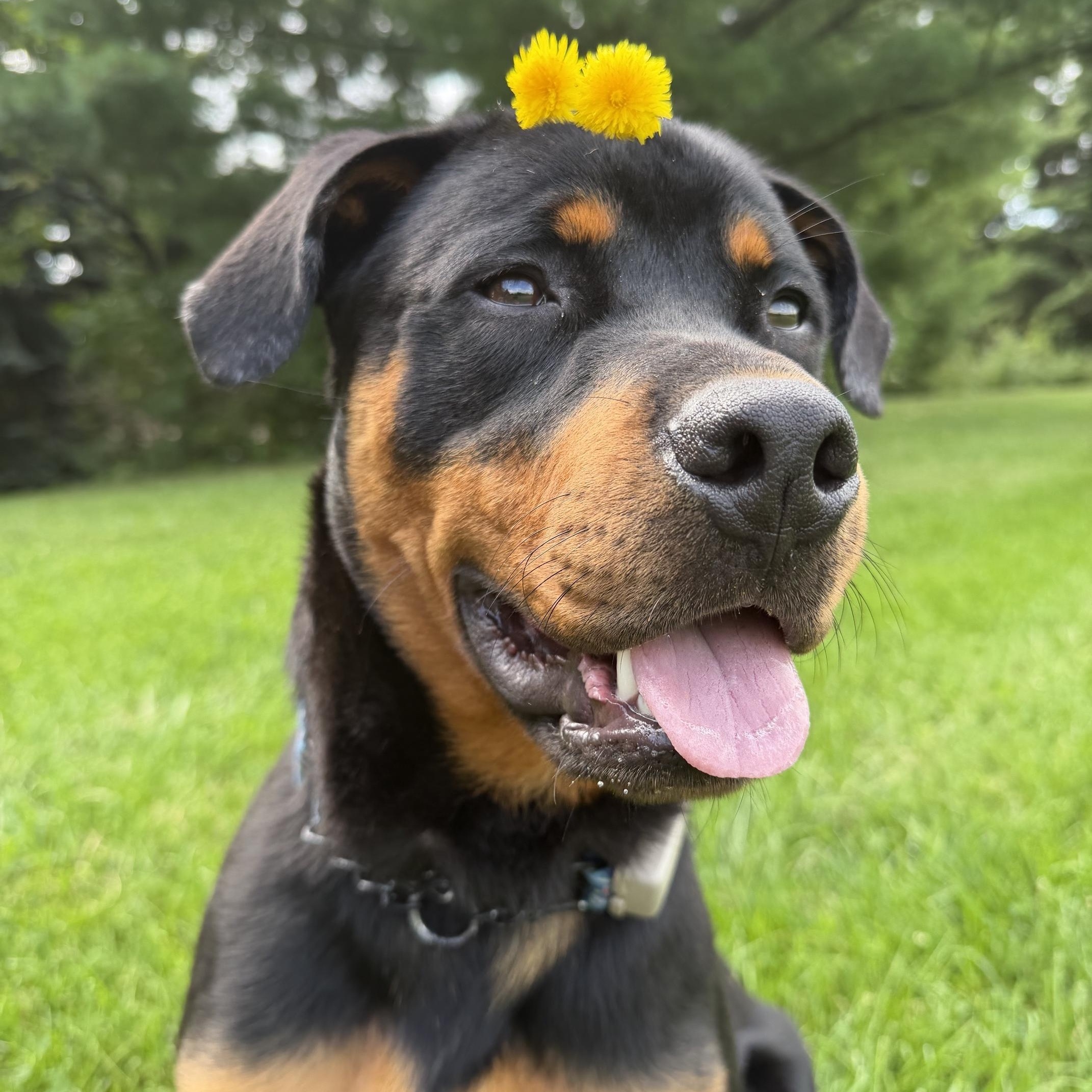 George, ADOPTABLE, Young Male Rottweiler.