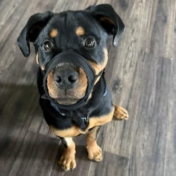 Enlarge George, a ADOPTABLE Rottweiler in Scarborough, ON image 4/6