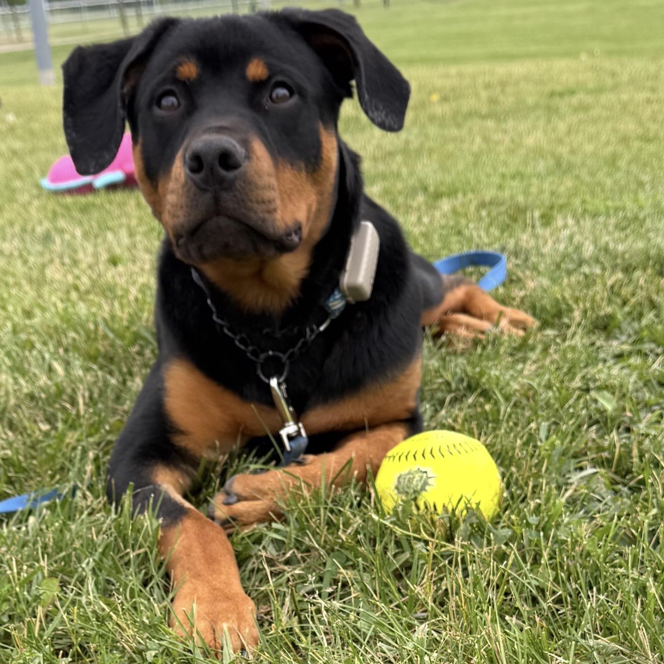 Enlarge George, a ADOPTABLE Rottweiler in Scarborough, ON image 4/6