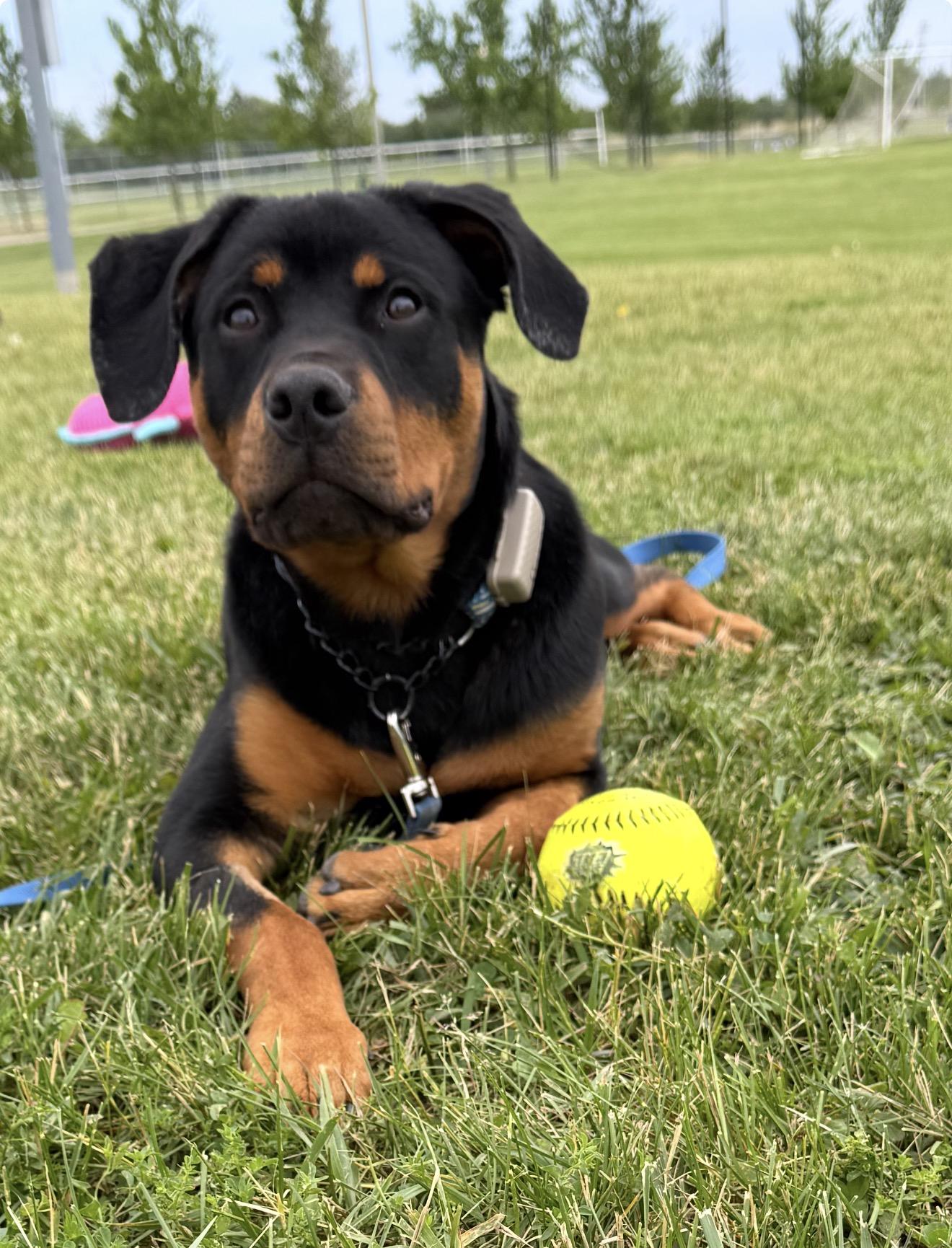 George, a ADOPTABLE Rottweiler in Scarborough, ON image 1/6