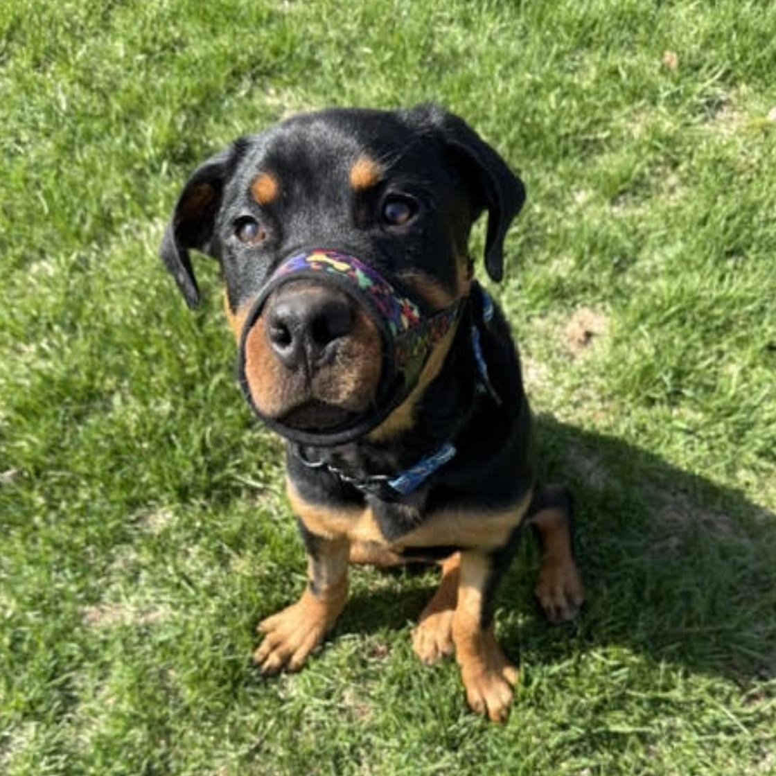 Enlarge George, a ADOPTABLE Rottweiler in Scarborough, ON image 5/6