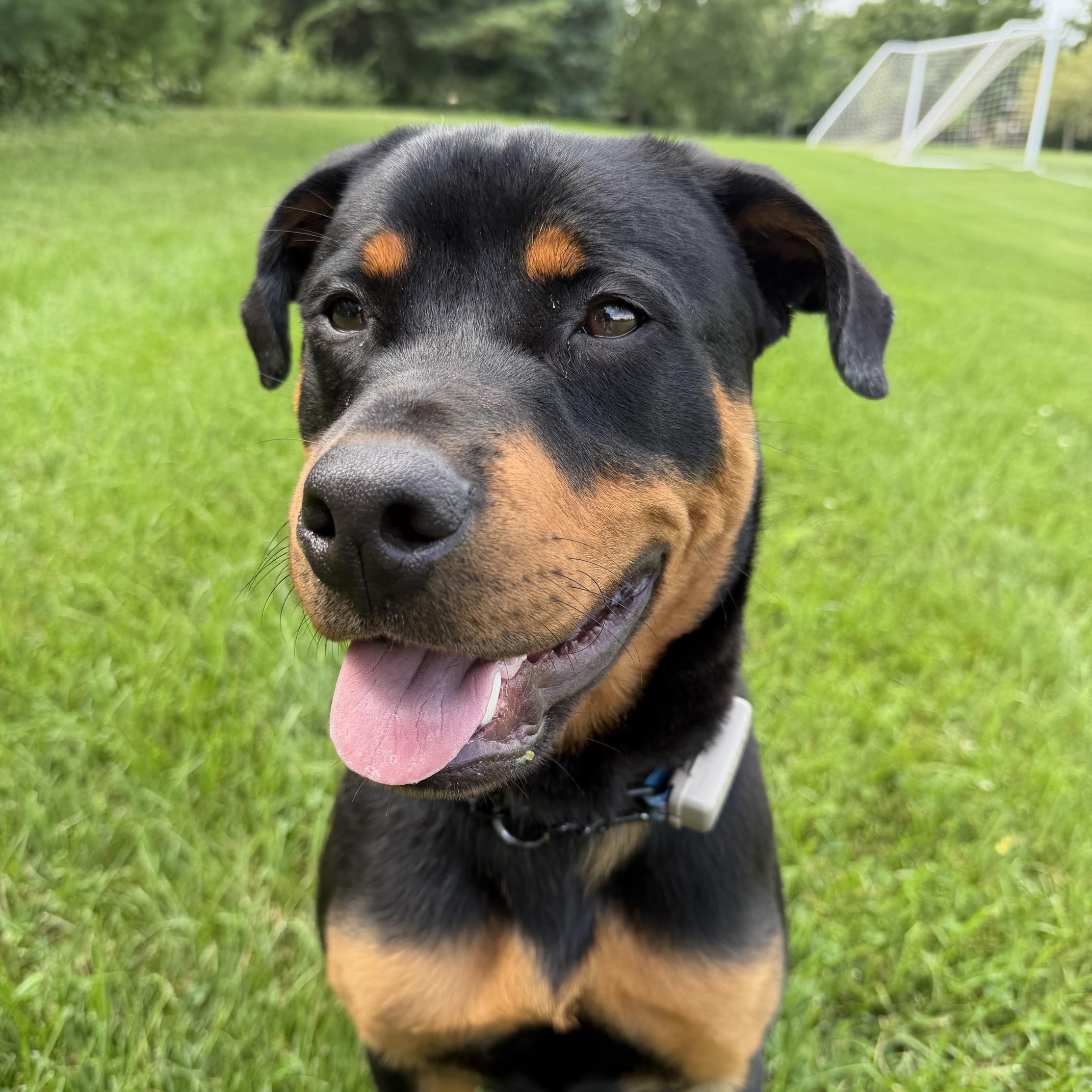Enlarge George, a ADOPTABLE Rottweiler in Scarborough, ON image 2/6