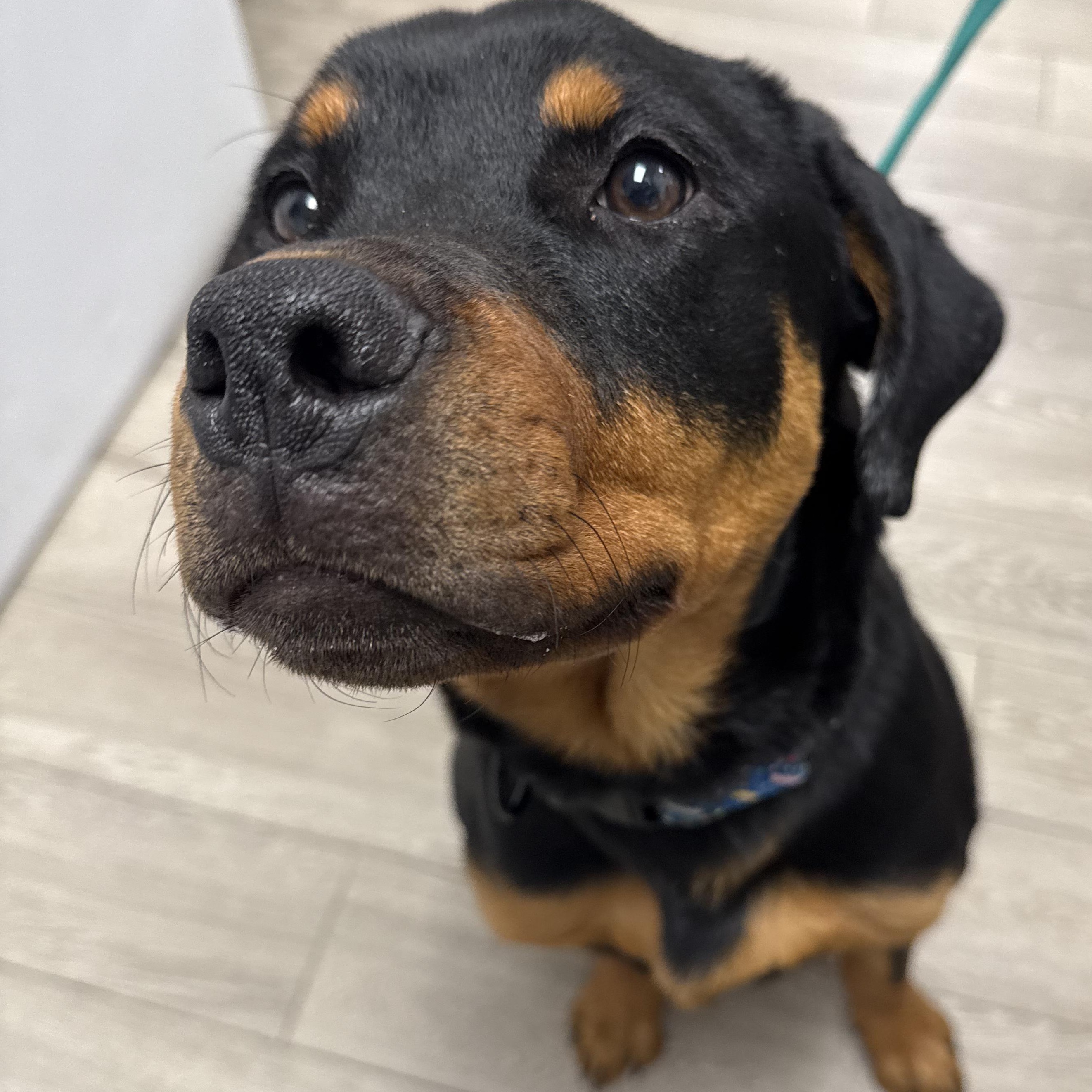 George, a ADOPTABLE Rottweiler in Scarborough, ON image 3/6