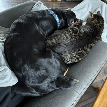 Enlarge George, a ADOPTABLE Rottweiler in Scarborough, ON image 6/6