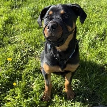 Enlarge George, a ADOPTABLE Rottweiler in Scarborough, ON image 2/6