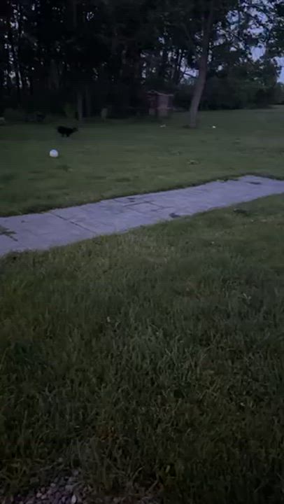 Enlarge George, a ADOPTABLE Rottweiler in Scarborough, ON video 6/6