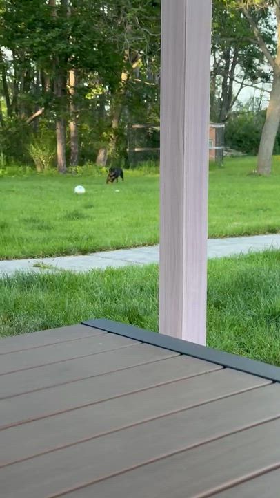 Enlarge George, a ADOPTABLE Rottweiler in Scarborough, ON video 6/6