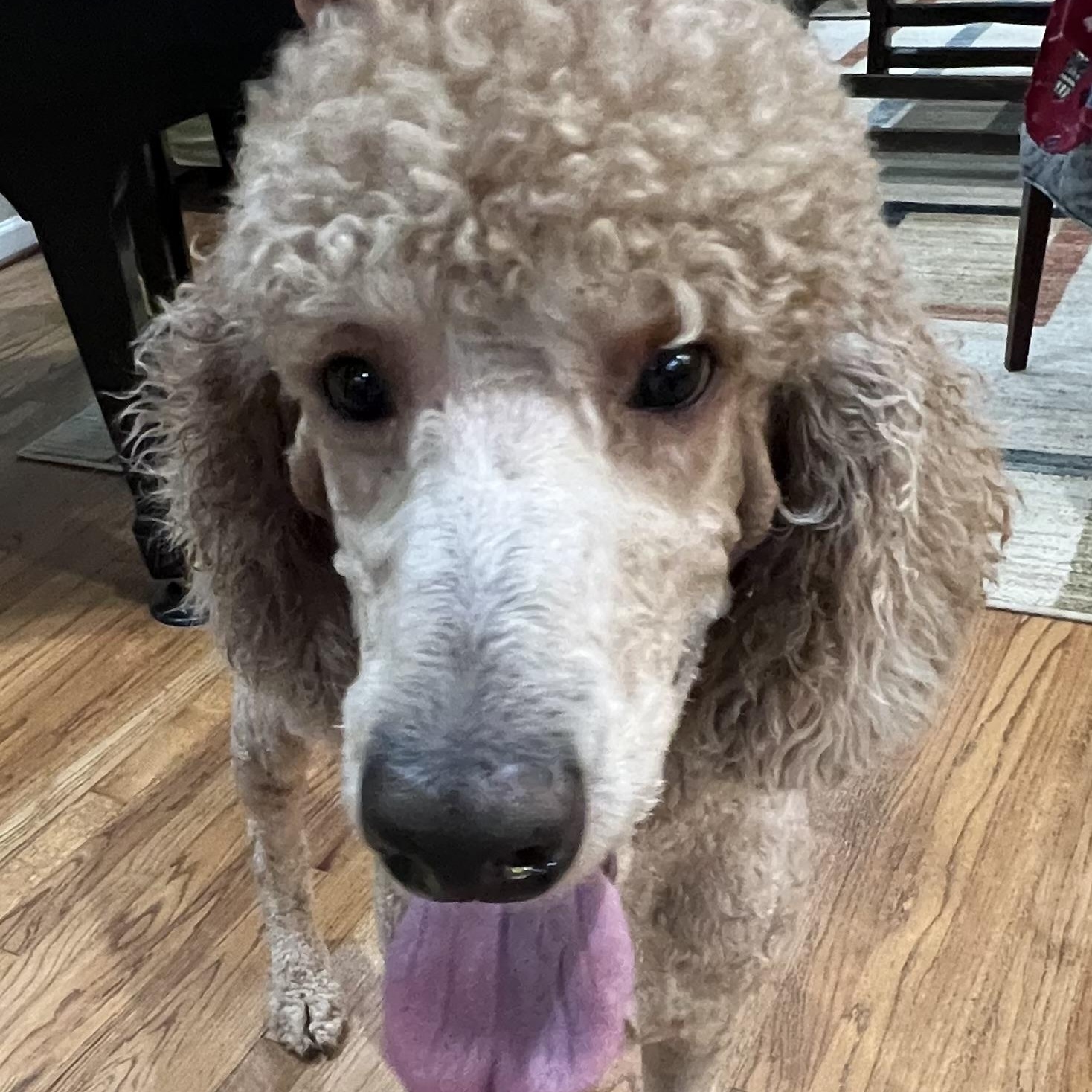 Enlarge Kirby, a Adoptable Goldendoodle in Bellaire, TX image 4/5
