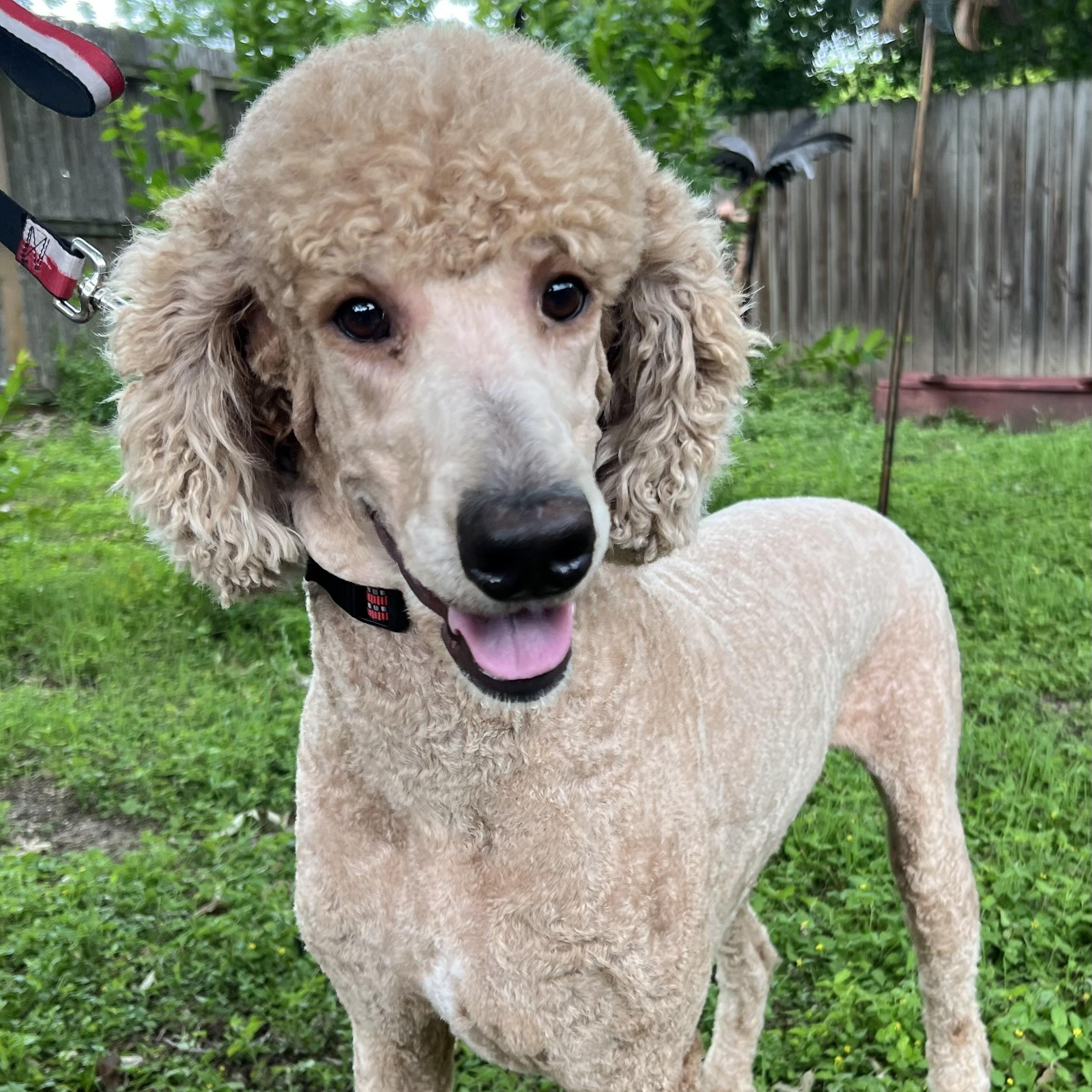 Enlarge Kirby, a Adoptable Goldendoodle in Bellaire, TX image 1/5