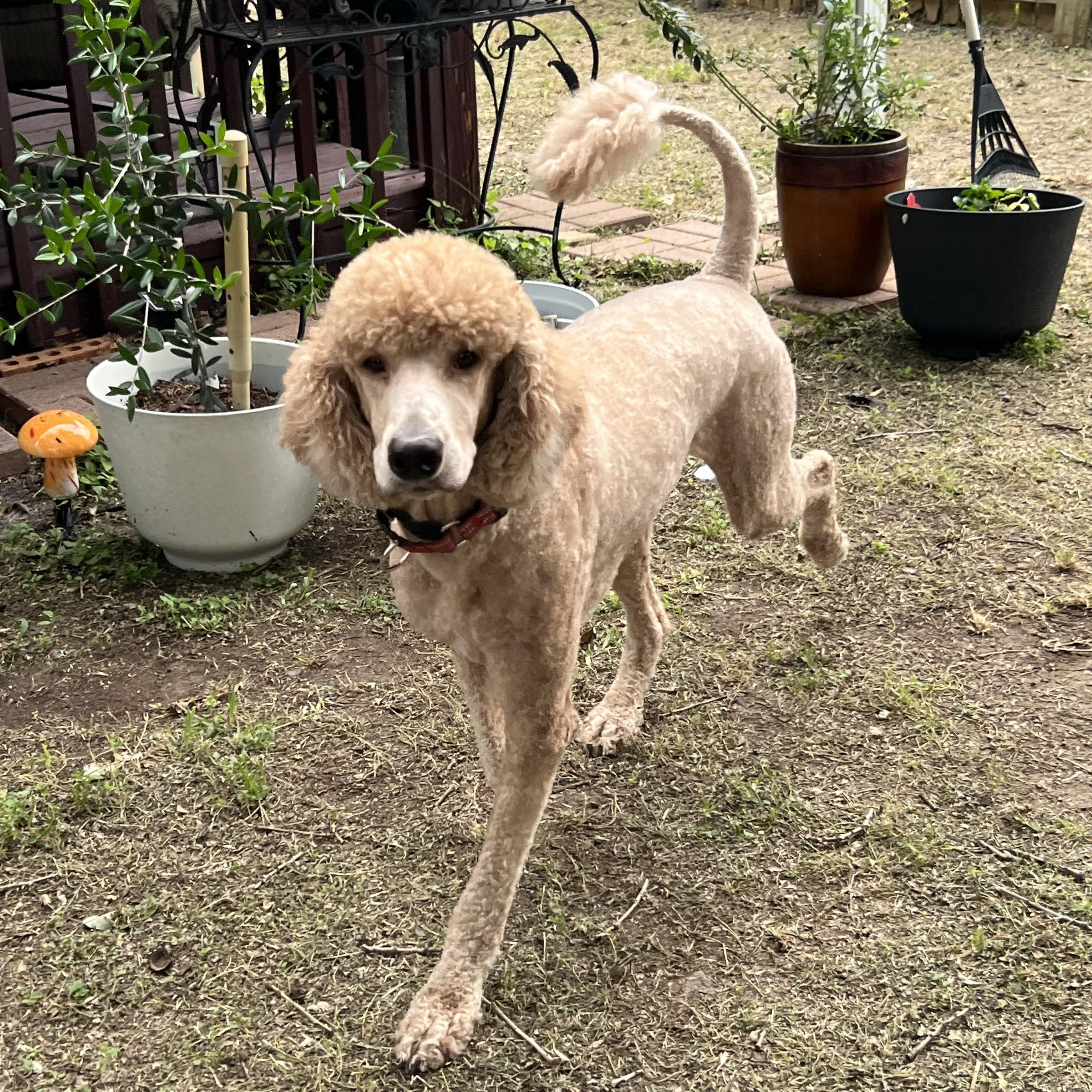 Enlarge Kirby, a Adoptable Goldendoodle in Bellaire, TX image 2/5