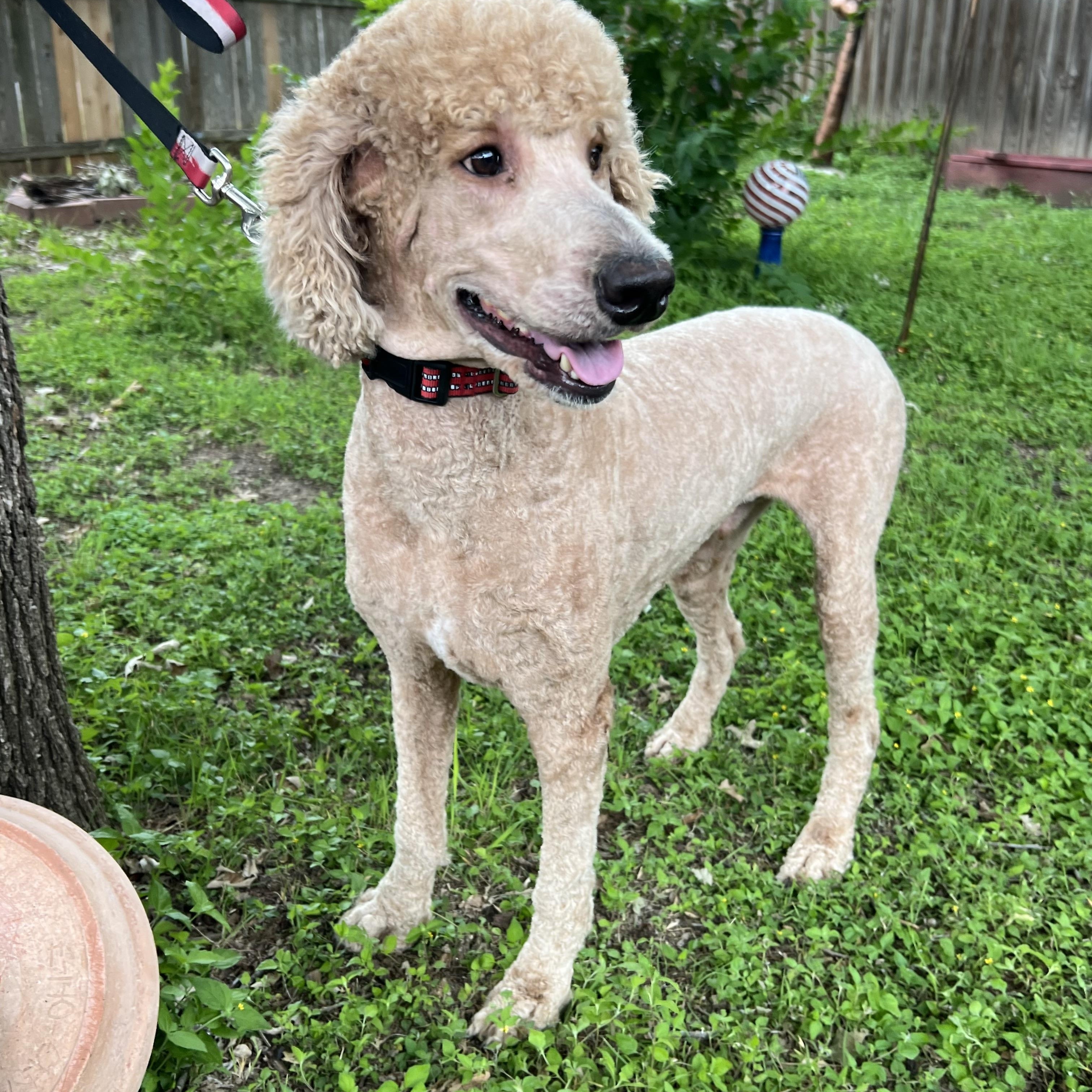 Enlarge Kirby, a Adoptable Goldendoodle in Bellaire, TX image 3/5