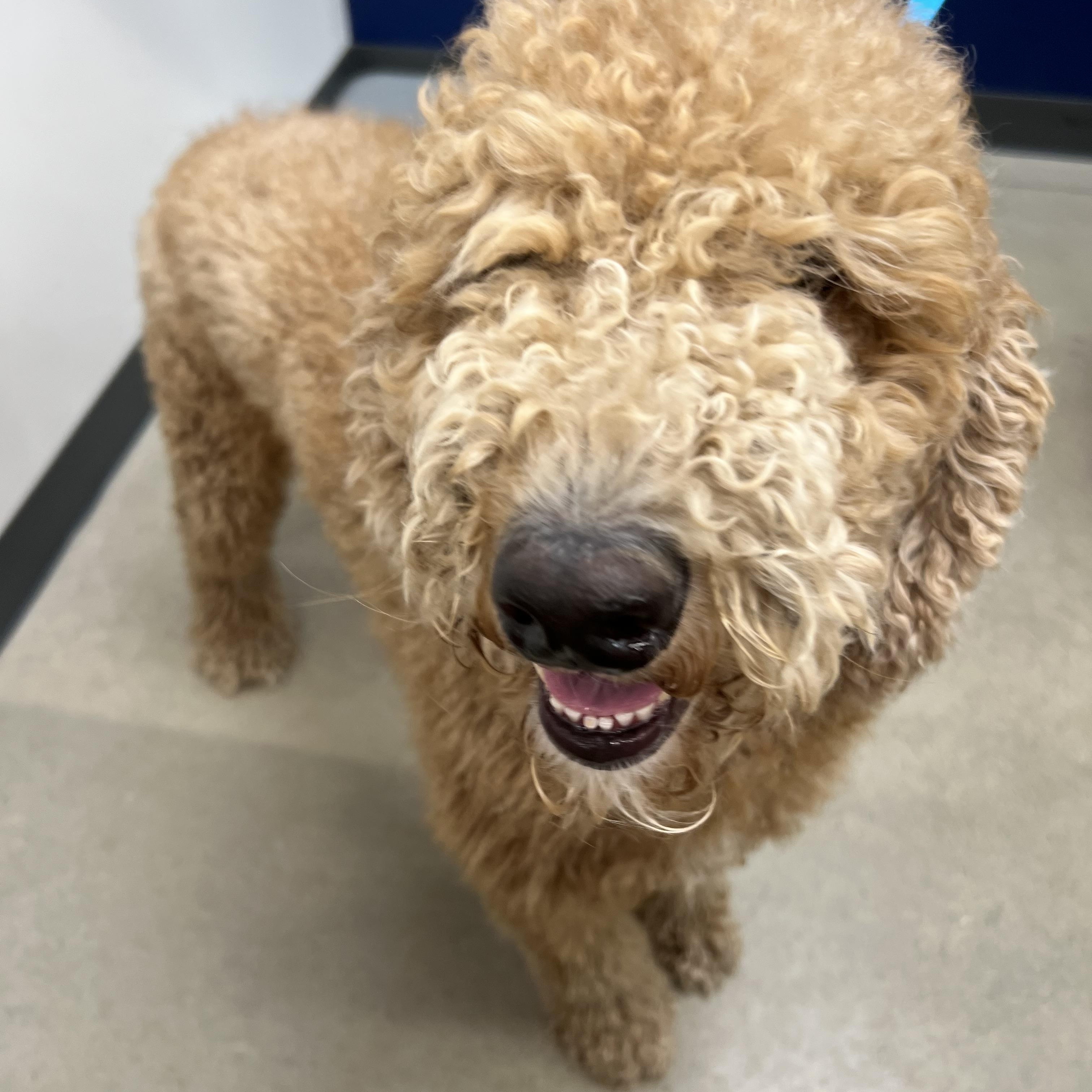 Enlarge Kirby, a Adoptable Goldendoodle in Bellaire, TX image 5/5