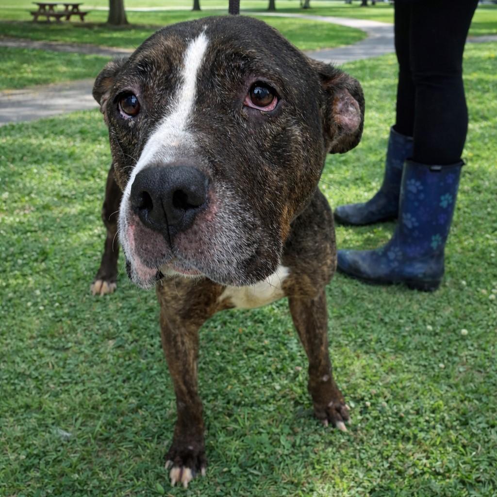 Mimi, ADOPTABLE, Adult Female Pit Bull Terrier.