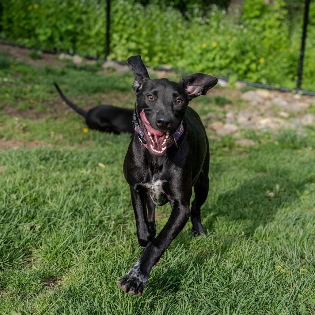 Enlarge Birdie Blue, a Adoptable mixed breed in Pawling, NY image 1/6