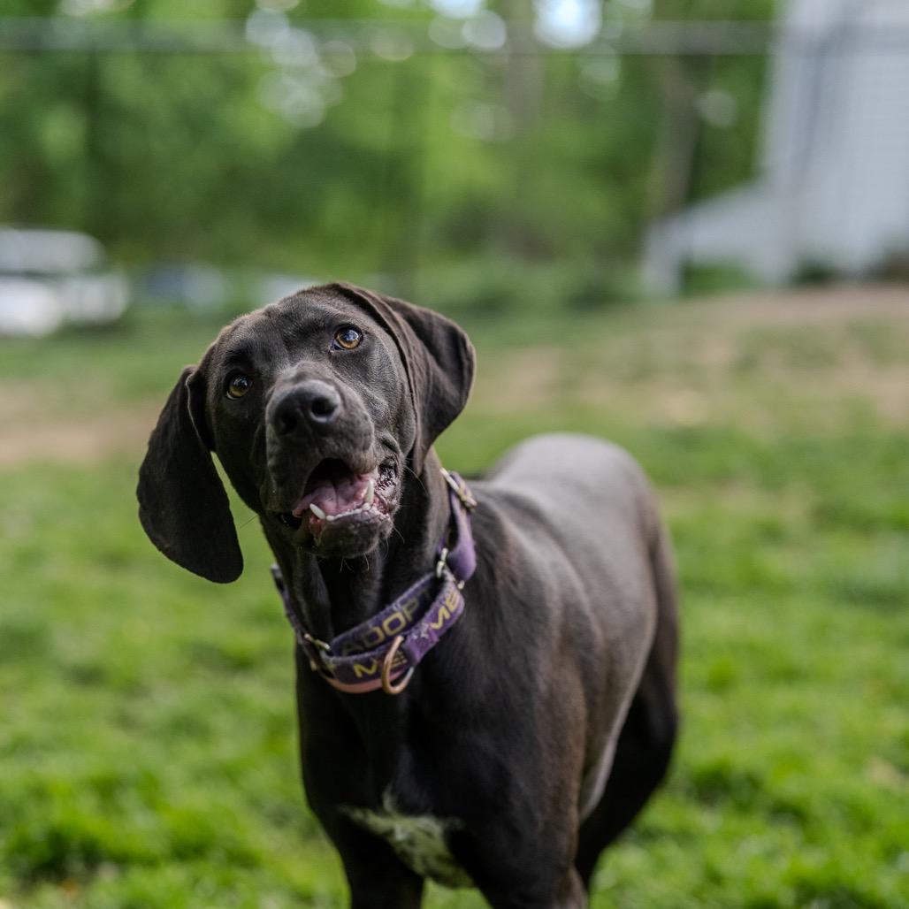 Enlarge Birdie Blue, a Adoptable mixed breed in Pawling, NY image 2/6