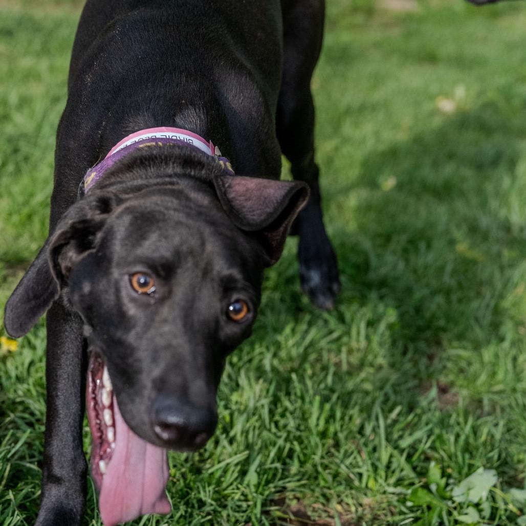 Enlarge Birdie Blue, a Adoptable mixed breed in Pawling, NY image 3/6