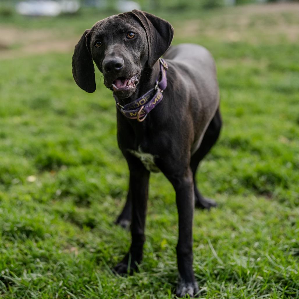 Enlarge Birdie Blue, a Adoptable mixed breed in Pawling, NY image 4/6