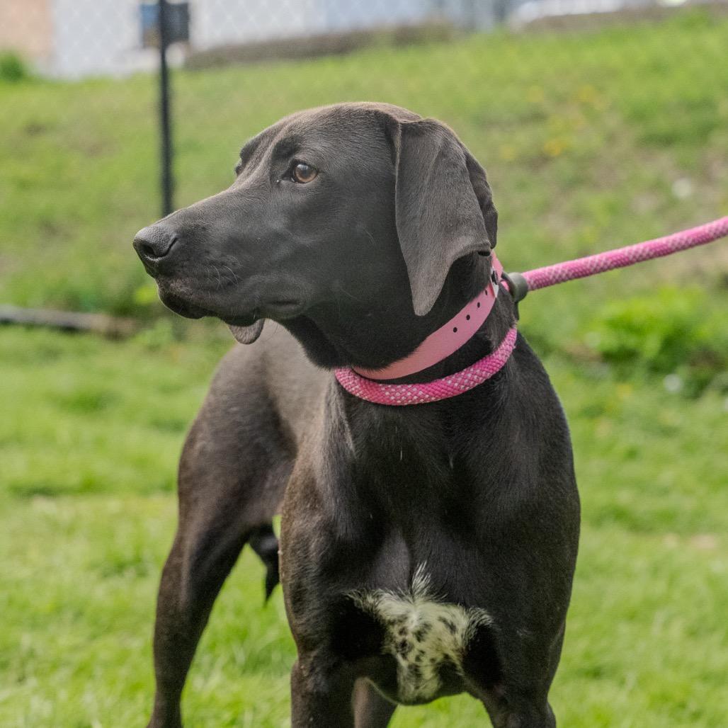 Enlarge Birdie Blue, a Adoptable mixed breed in Pawling, NY image 5/6