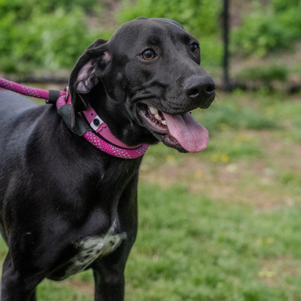 Enlarge Birdie Blue, a Adoptable mixed breed in Pawling, NY image 6/6