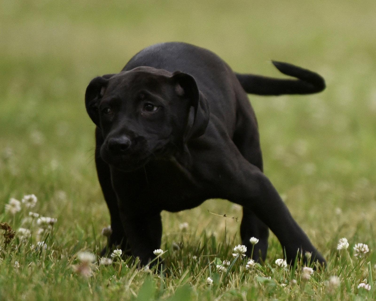 Enlarge Nicolene, a Adoptable mixed breed in Mechanicsburg, PA image 3/3