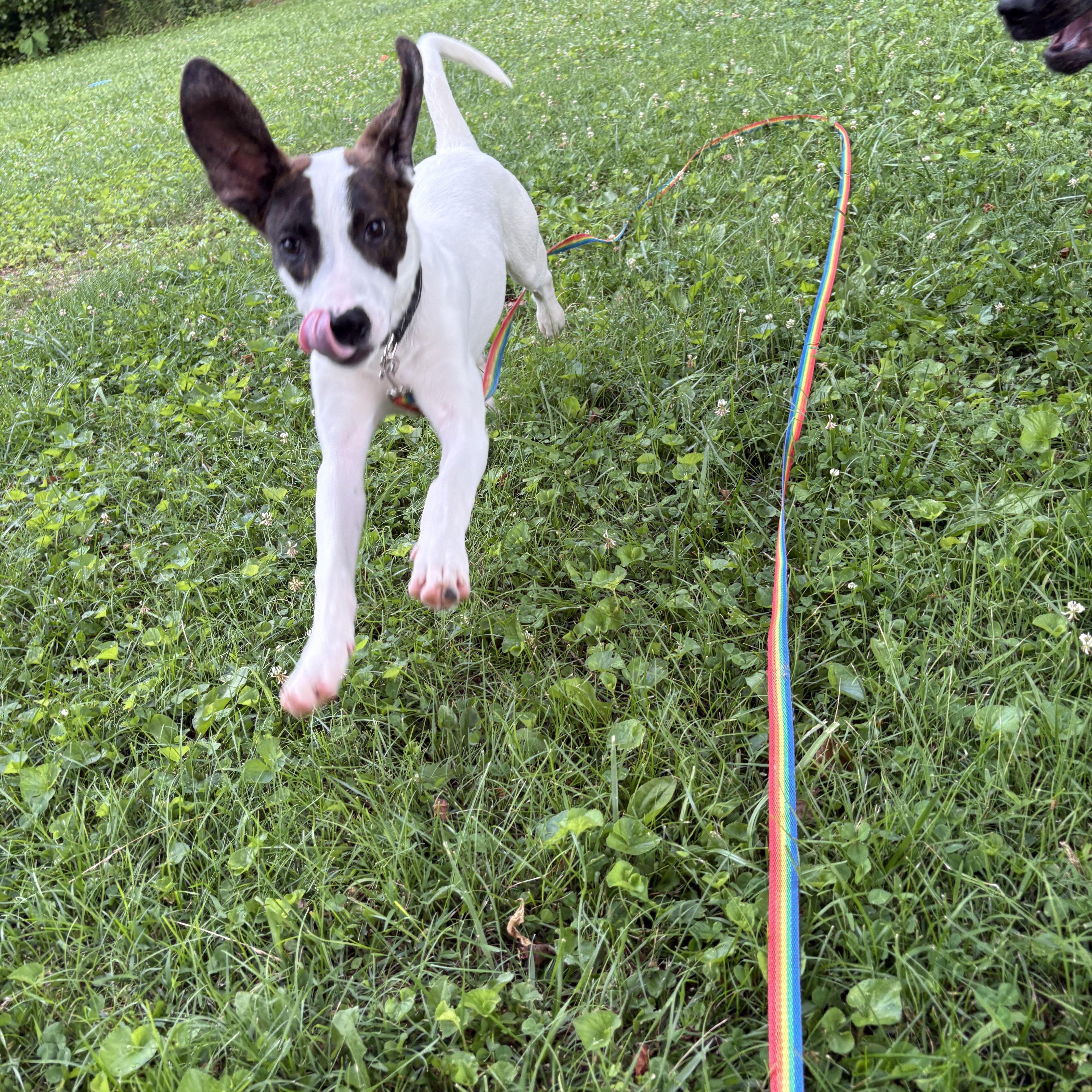 Enlarge River, a Adoptable mixed breed in Mount Juliet, TN image 2/6
