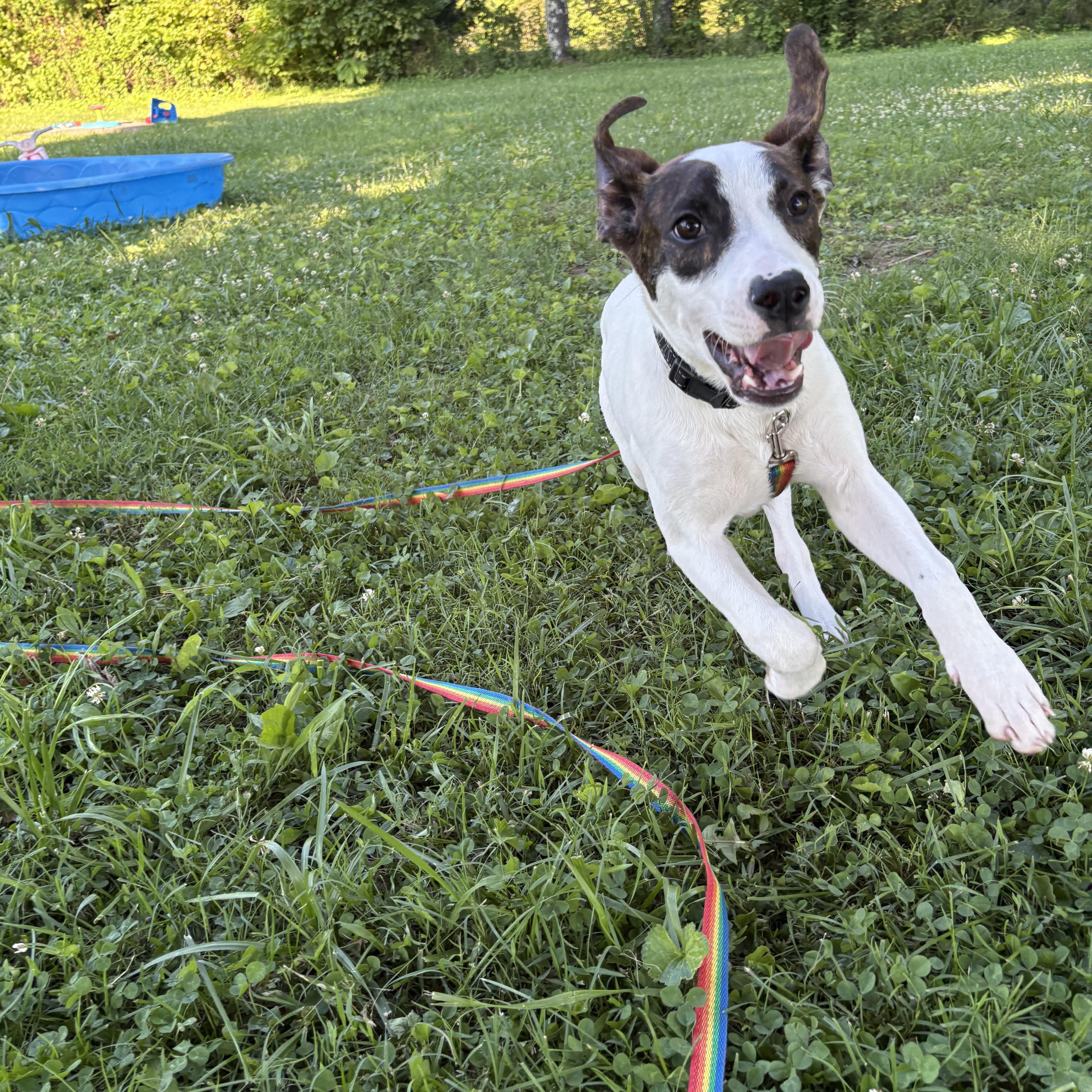 Enlarge River, a Adoptable mixed breed in Mount Juliet, TN image 6/6