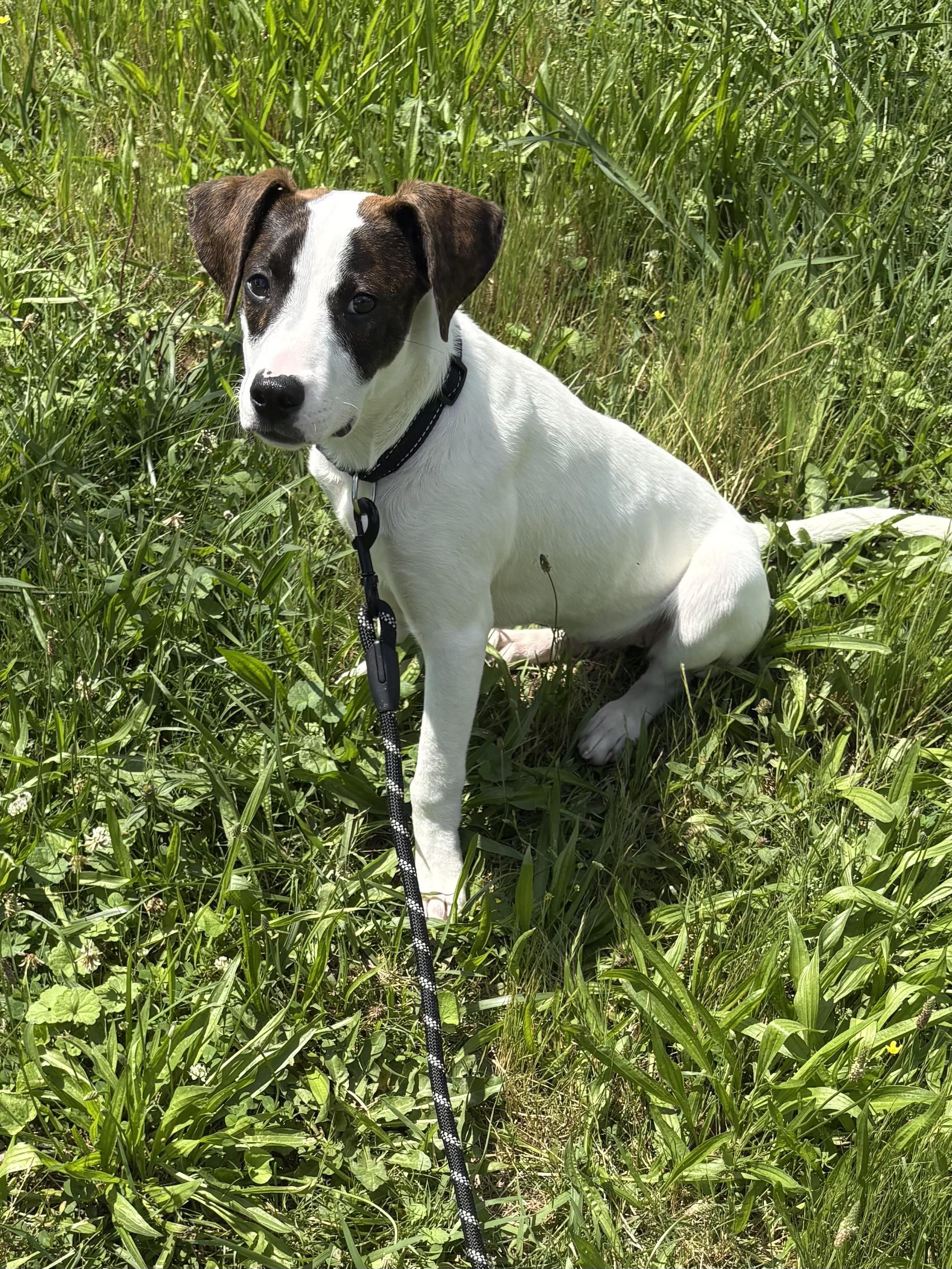 River, Adoptable, Puppy Male Hound & Labrador Retriever.