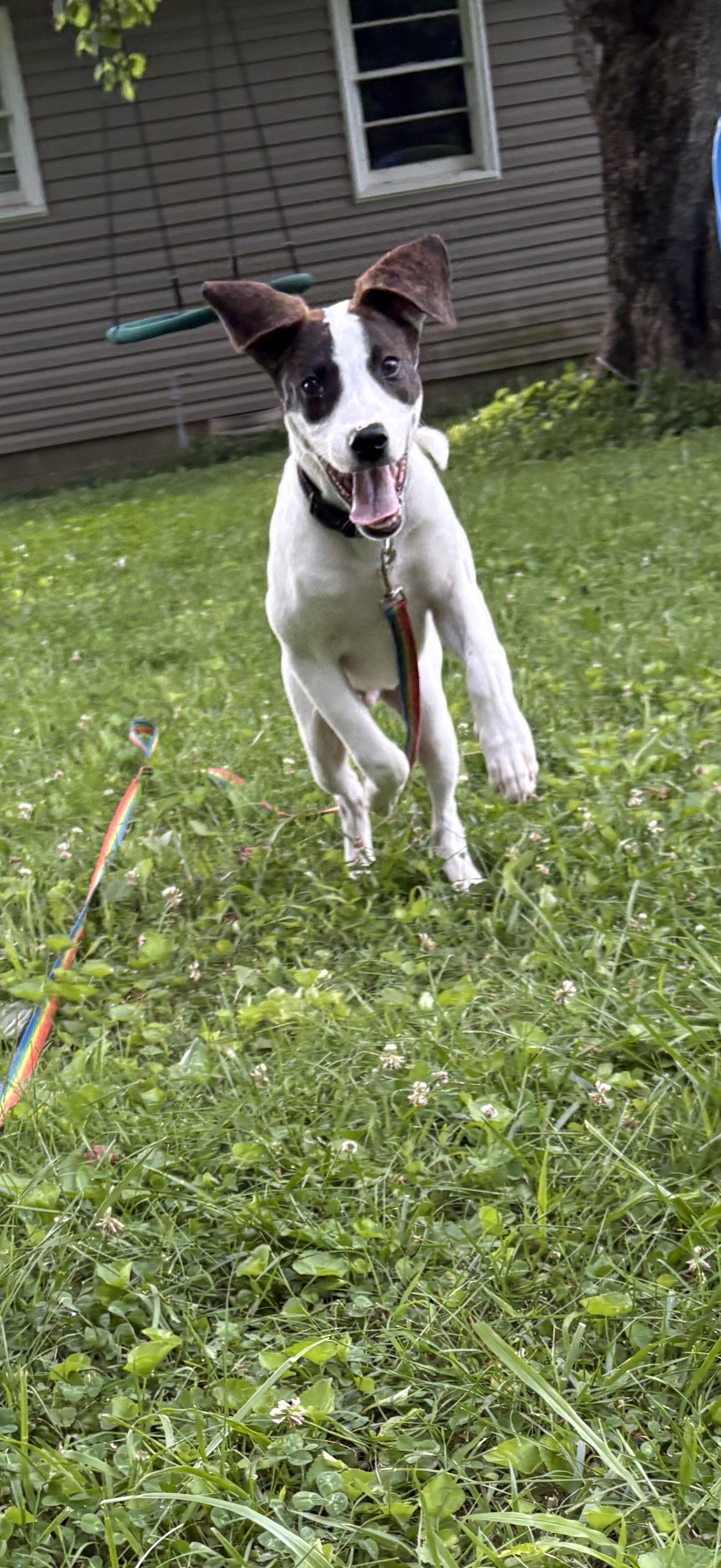 Enlarge River, a Adoptable mixed breed in Mount Juliet, TN image 3/6