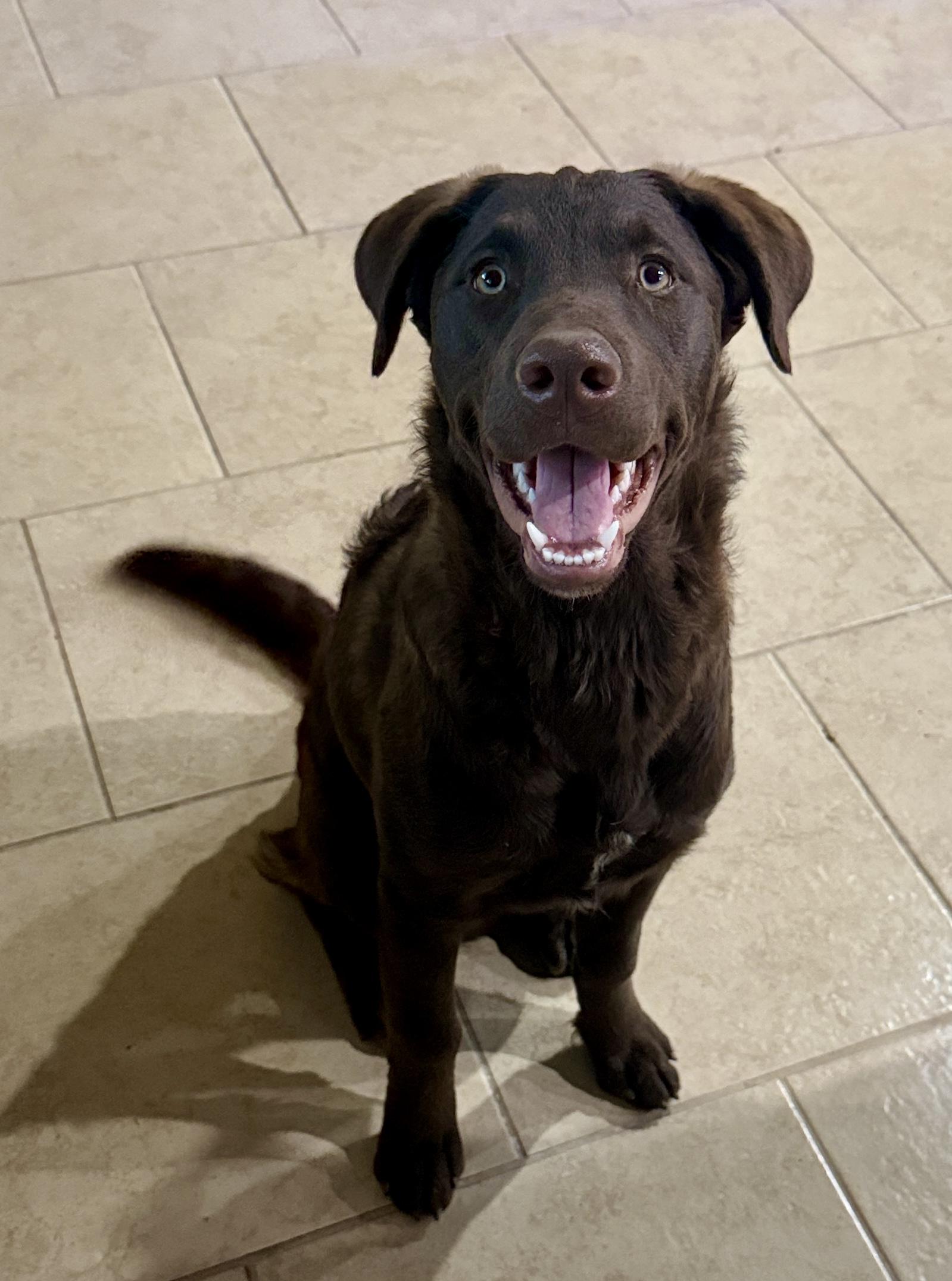 Enlarge Wrenly, a Adoptable mixed breed in Seattle, WA image 5/6